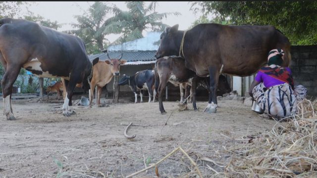 கைகொடுத்த கறவை மாடுகள்:  சுய தொழிலில் முன்னேறும் பெண்கள்