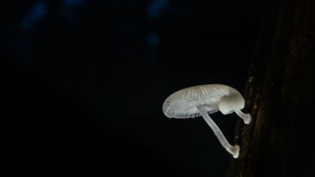 உயிரொளிர் காளான் 