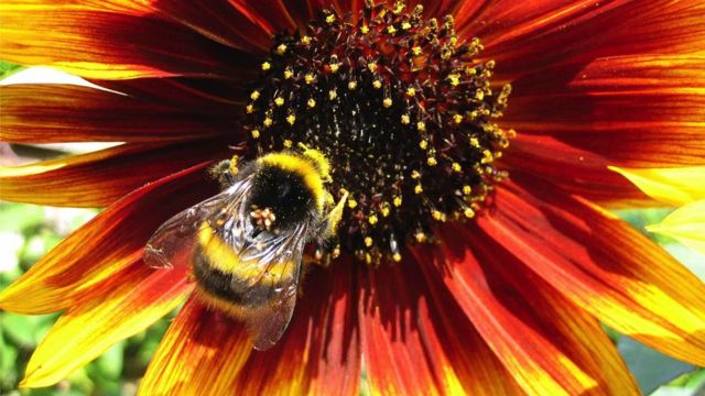 تنوع گل‌ها به زنبورها اجازه می‌دهد تا عسل سالم‌تری تولید کنند