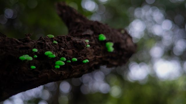 உயிரொளிர் காளான் 