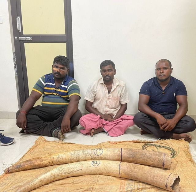 விருதுநகர் மாவட்டம் ராஜபாளையத்தில் யானைத் தந்தம் விற்பனை