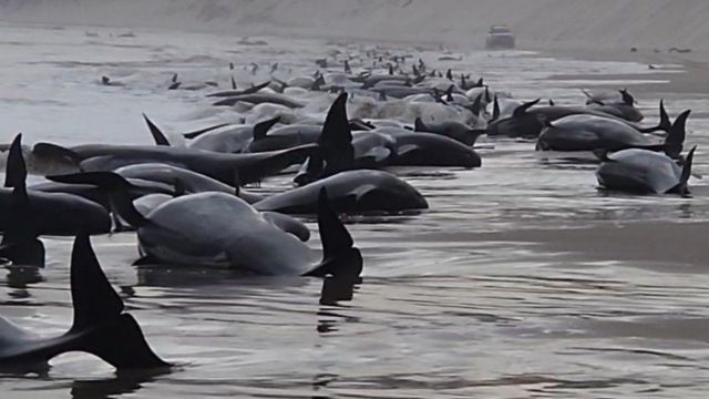 نهنگ های به ساحل نشسته