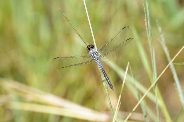 தட்டான்பூச்சி கணக்கெடுப்பு