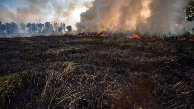 Kebakaran lahan gambut yang terjadi di Desa Arisan Jaya, Kabupaten Ogan Ilir, Provinsi Sumatera Selatan, Selasa 28 Juni 2022