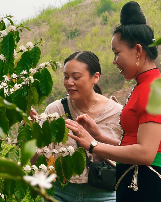 Sahra Nguyễn đến trang trại cà phê ở Sơn La