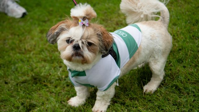 Dog in Celtic gear