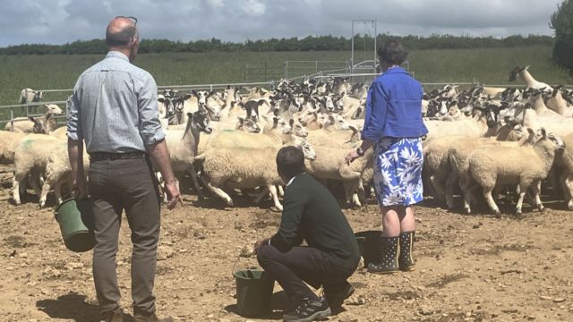 Prime Minister Rishi Sunak tries to feed sheep on a farm in North Devon.