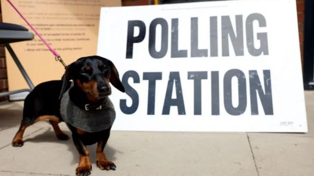 A small dog at a polling station
