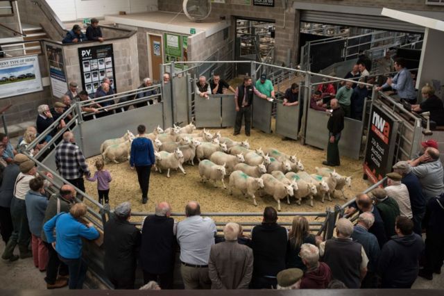 Buyers assess the store lambs presented in the sale ring at a livestock auction near Kirkby Lonsdale