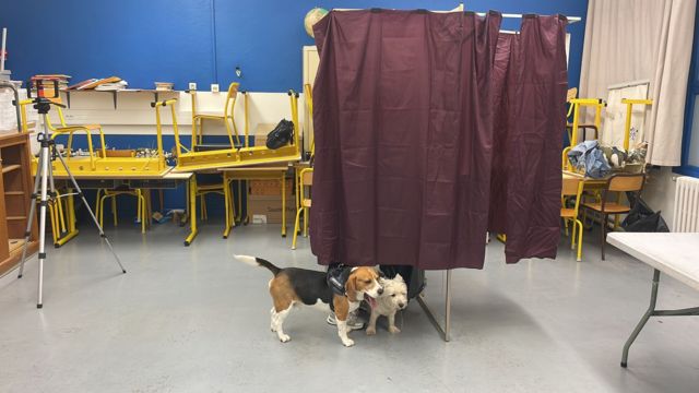 Dogs at polling station French version