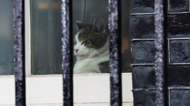 A cat asleep in a window, there are black railings in the foreground.