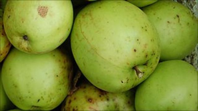 Apple Genome Is Cracked By Geneticists c News