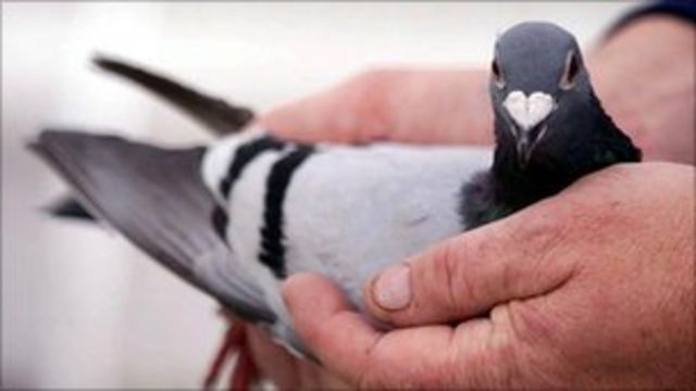 Pigeon Flies Past Broadband In Data Speed Race Bbc News