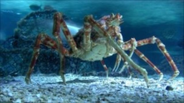 Japanese Spider Crabs Arrives At Blackpool Sea Life c News