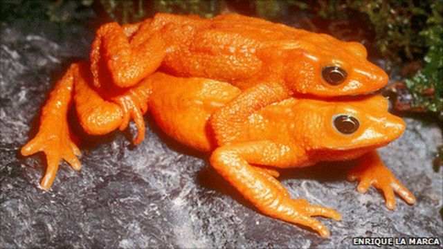 Frog Hunt Ends Most Still Absent c News