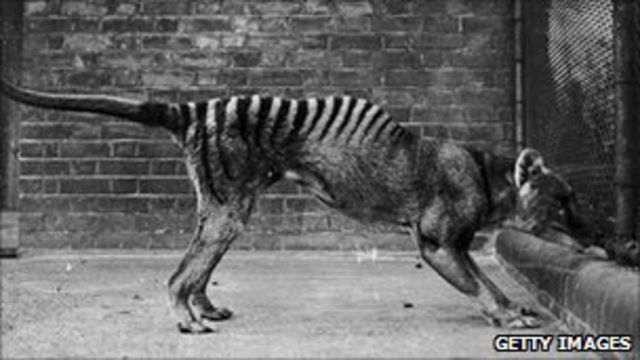 Extinct Australian thylacine hunted like a big cat - BBC News
