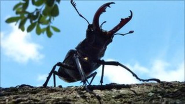 Stag Beetle Sightings On The Increase In Dorset c News