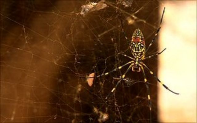 Scientists Reveal New 'Ghost' Spider Found at Power Plant