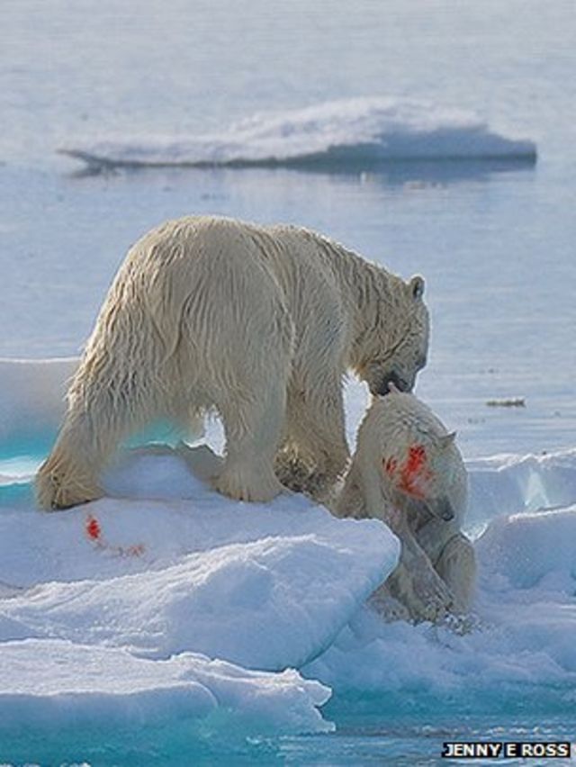 Polar Bear Cannibalism Pictured c News