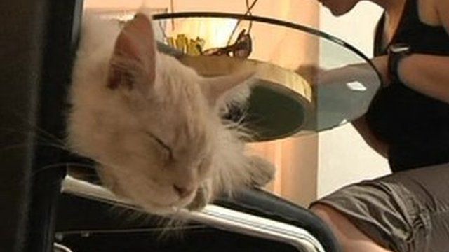 Cat and woman share a table at Vienna's Cafe Neko