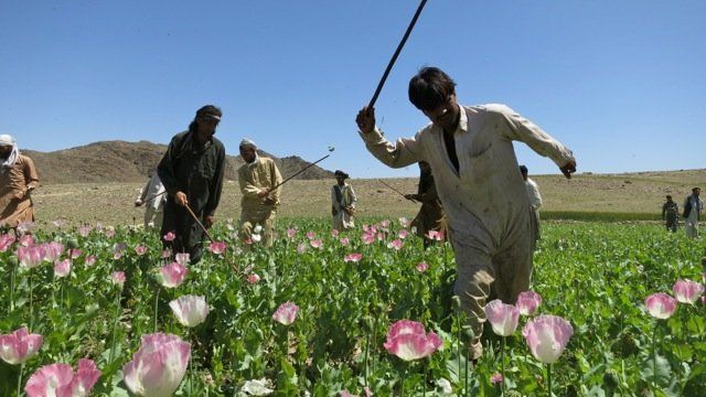 Eradication workers in a poppy field in Nangahar province
