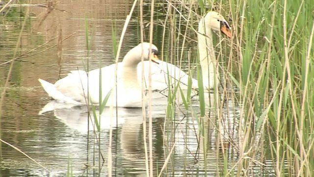Swans at Woodwalton Fen