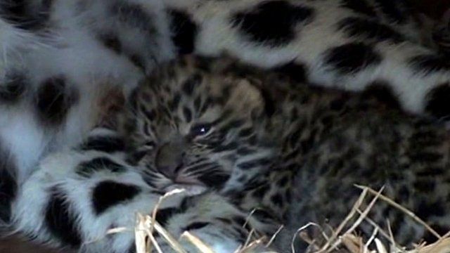 One of the two Amur leopard cubs born in Kent