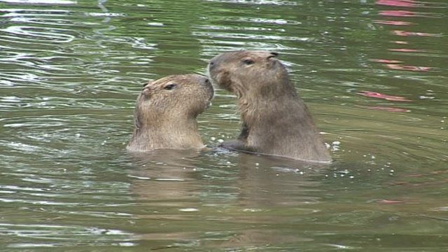 Capybaras at Dartmoor zoo in Devon