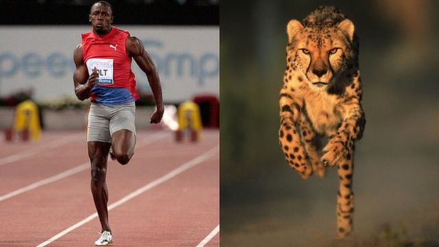 Is Usain Bolt faster than a cheetah? Compare athletes to animals - CBBC  Newsround