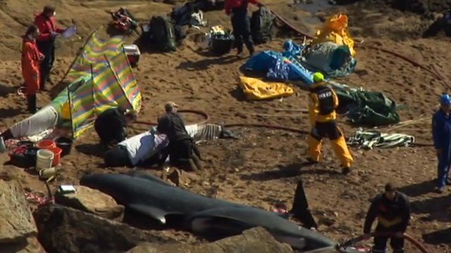 Rescuers help stranded whales in Fife