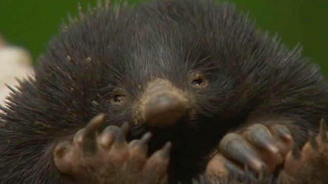 First ever images prove 'lost echidna' not extinct