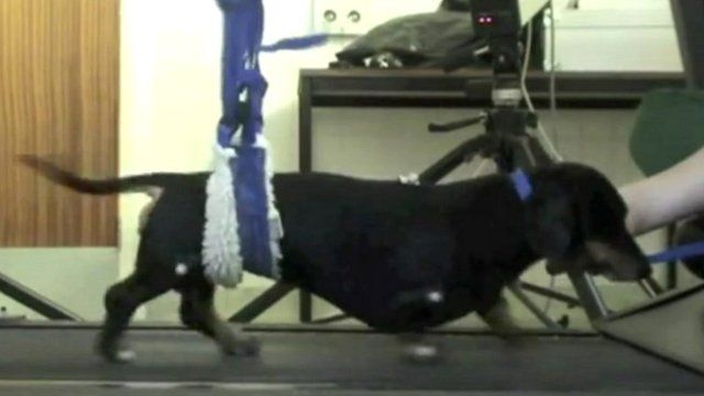 Dachshund Jasper on a treadmill
