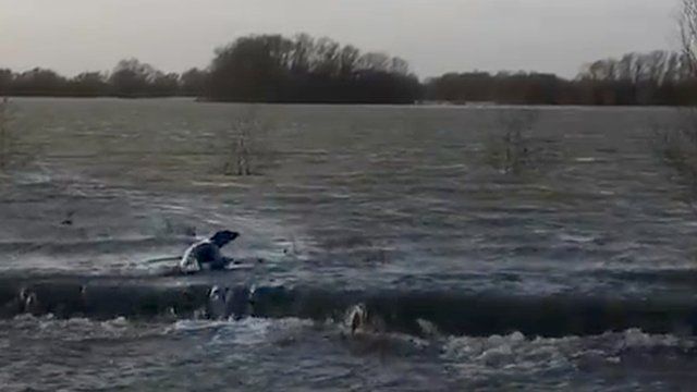 Seal in Fen Drayton Lakes; video copyright Robjn