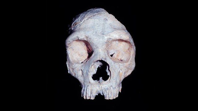 Neanderthal skull from Gibraltar