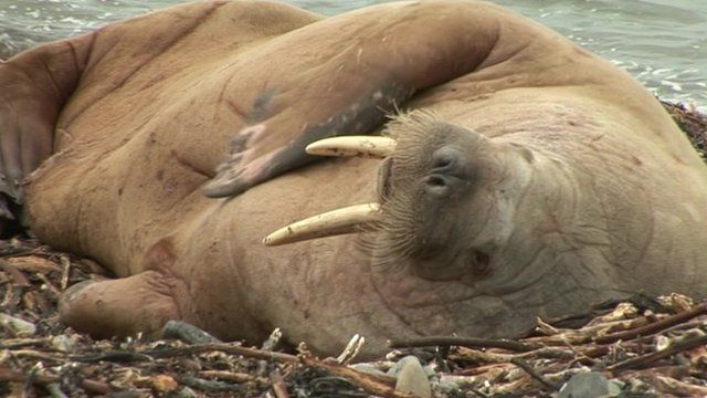 Walrus on a beach