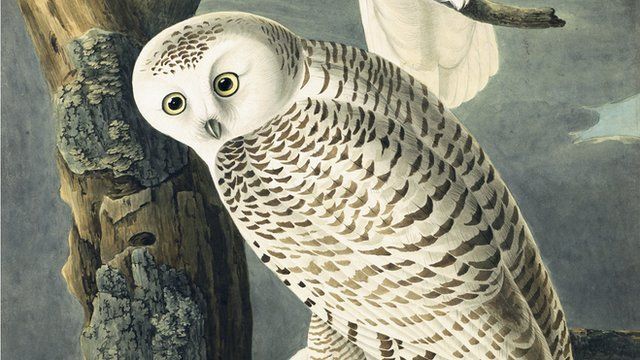 Snowy owl painted by John James Audubon