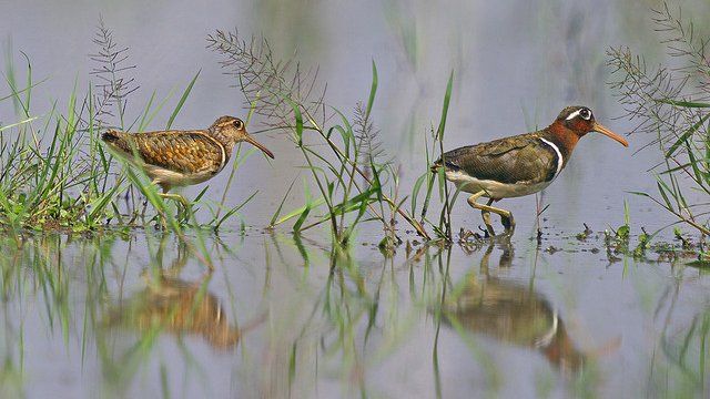 Greater painted snipe (Rostratula benghalenis) (Image: Nature)
