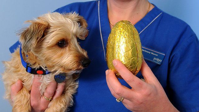 Poppy and vet nurse Karen Jones with an Easter egg