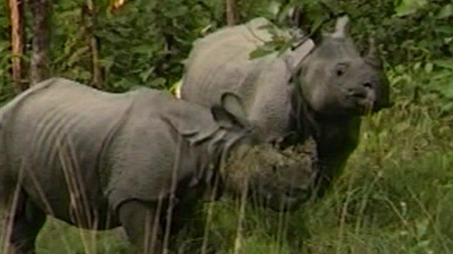 One horned rhinoceroses