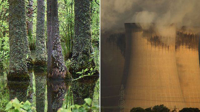 Swamp trees in Georgia and a UK power station