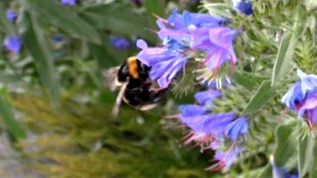 A short-haired bumblebee on a flower