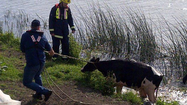 Cow being rescued from river