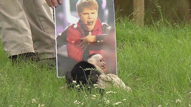 Mally the monkey in front of a picture of Justin Bieber