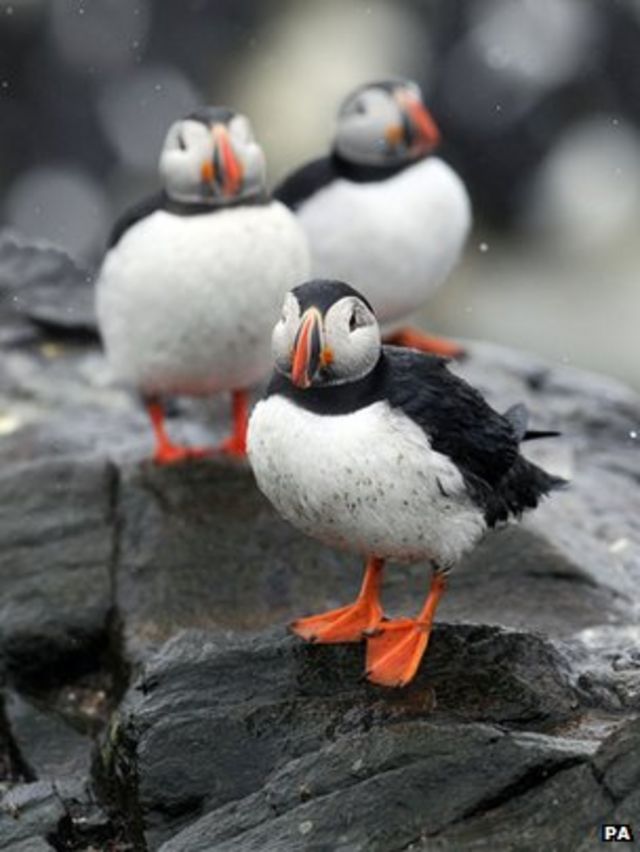 A Puffin Comeback, Science