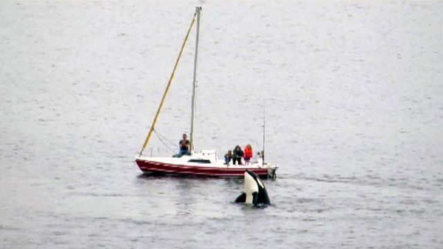 Killer whale surfaces by a family's boat