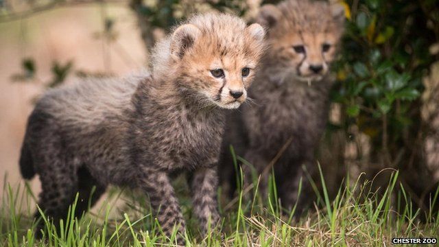 northern cheetah cubs