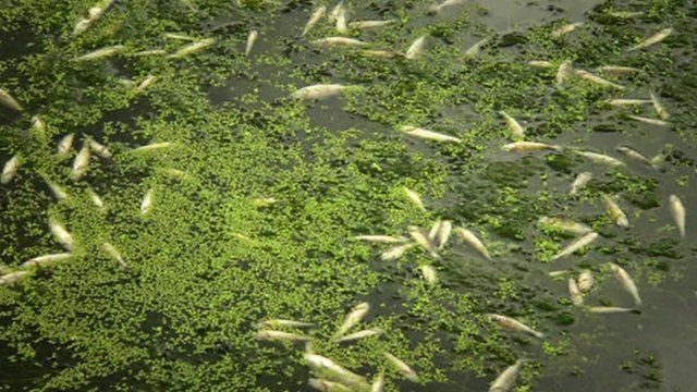 Hundreds of dead fish in a river