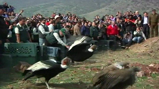 Condors being released back into the wild up in Chile's Andes