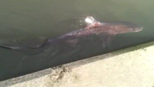 Shark filmed in Cattawade Sluice on the River Stour