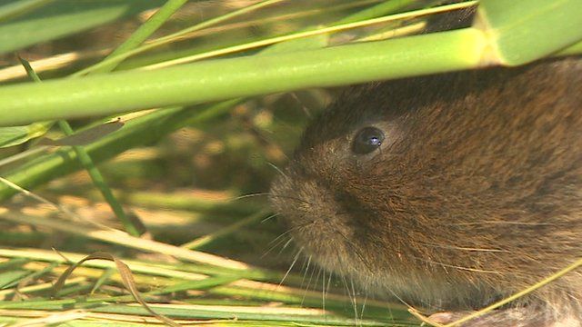 Water vole